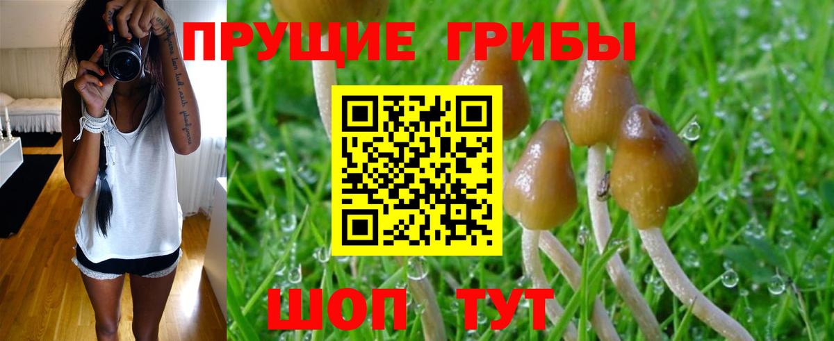 Псилоцибиновые грибы мицелий  Псилоцибиновые грибы Cubensis  Вход с VPN  Гагарин 